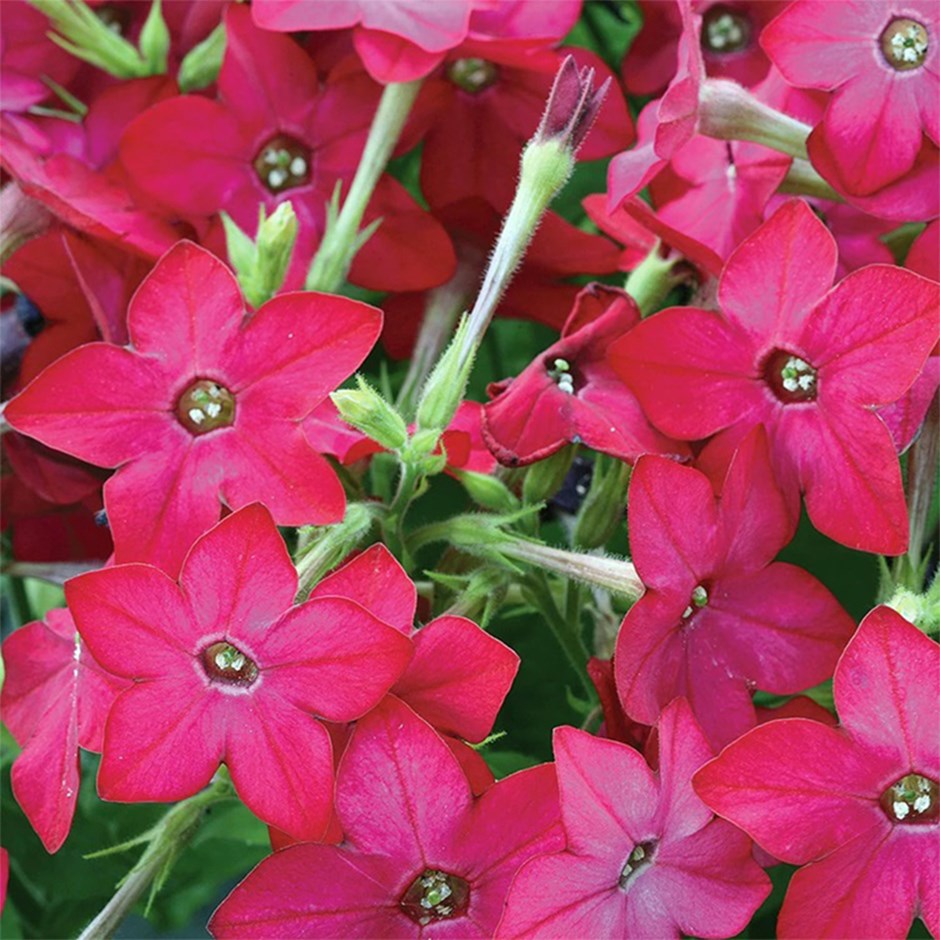Nicotiana Cuba Rose | Tobacco Plant