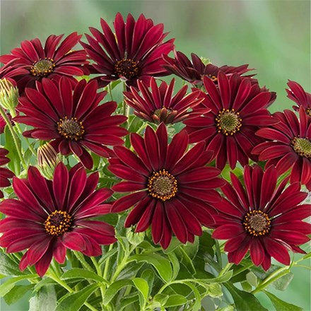 Osteospermum Dalina Dark Red