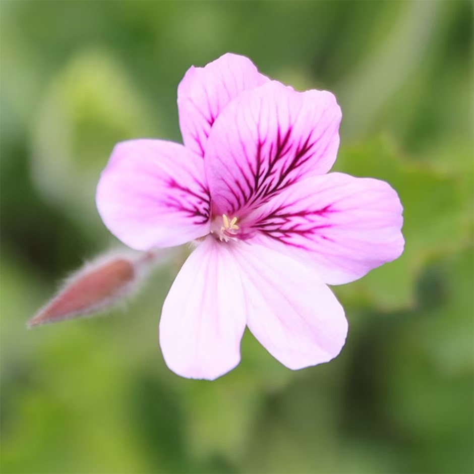 <i>Pelargonium</i> 'Torrento'