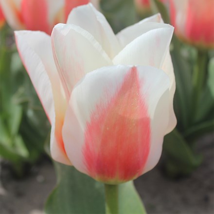 Tulipa Willem van den Akker | Greigii tulip