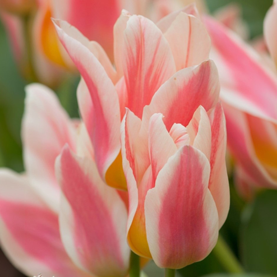 Tulipa Quebec | Greigii Tulip