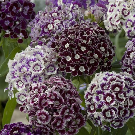 Dianthus Barbatus Hollandia Purple Crown | Sweet William