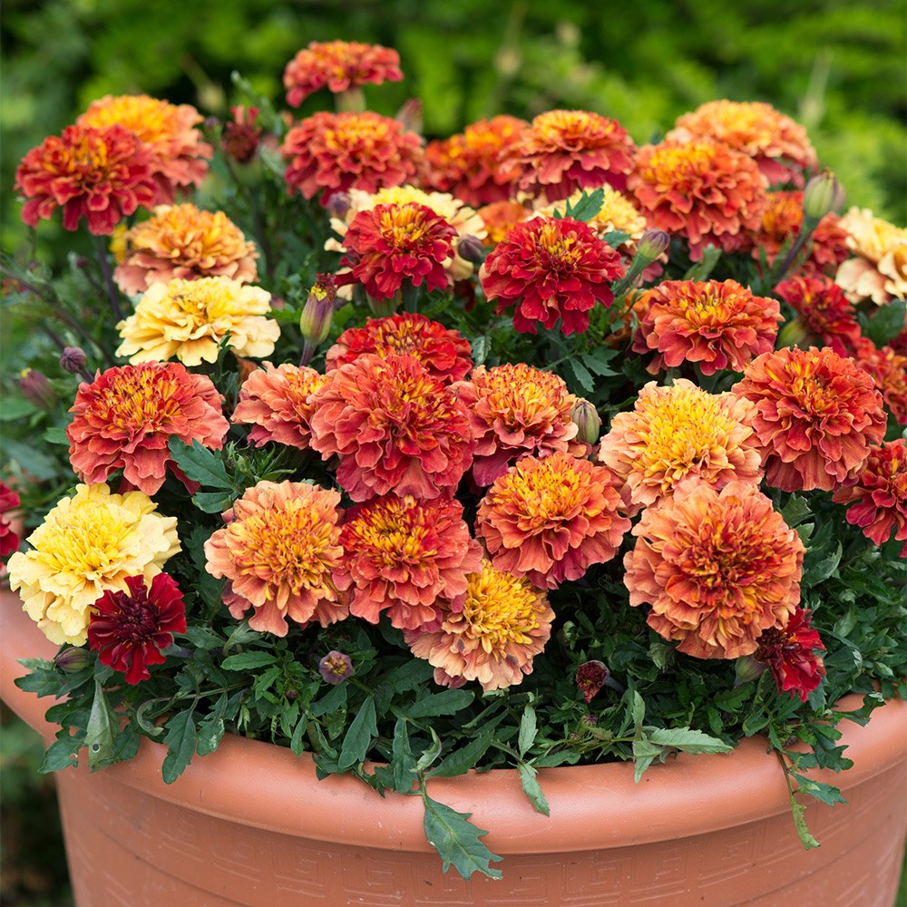 Tagetes Patula Strawberry Blonde | French Marigold