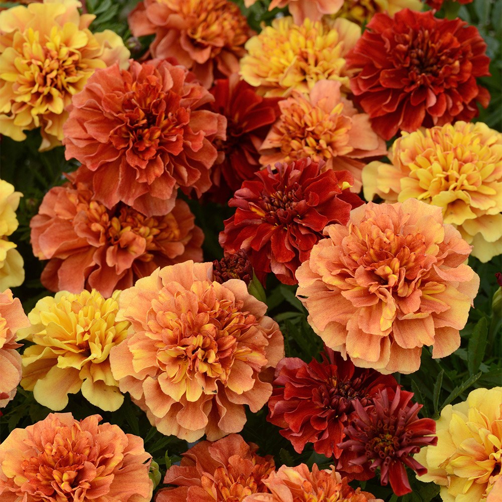 Tagetes Patula Strawberry Blonde | French Marigold
