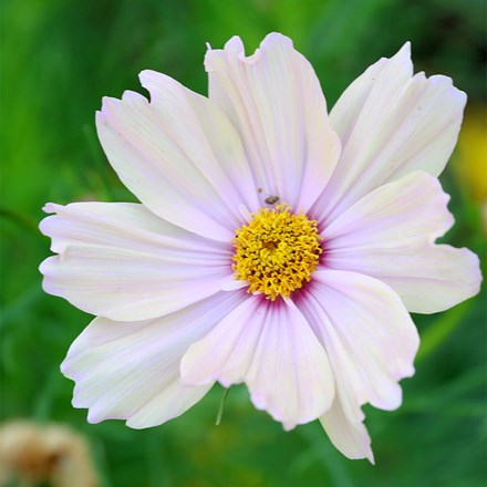 Cosmos bipinnatus Apricot Lemonade
