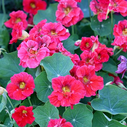 Nnasturtium Cherry Rose Jewel | Tropaeolum