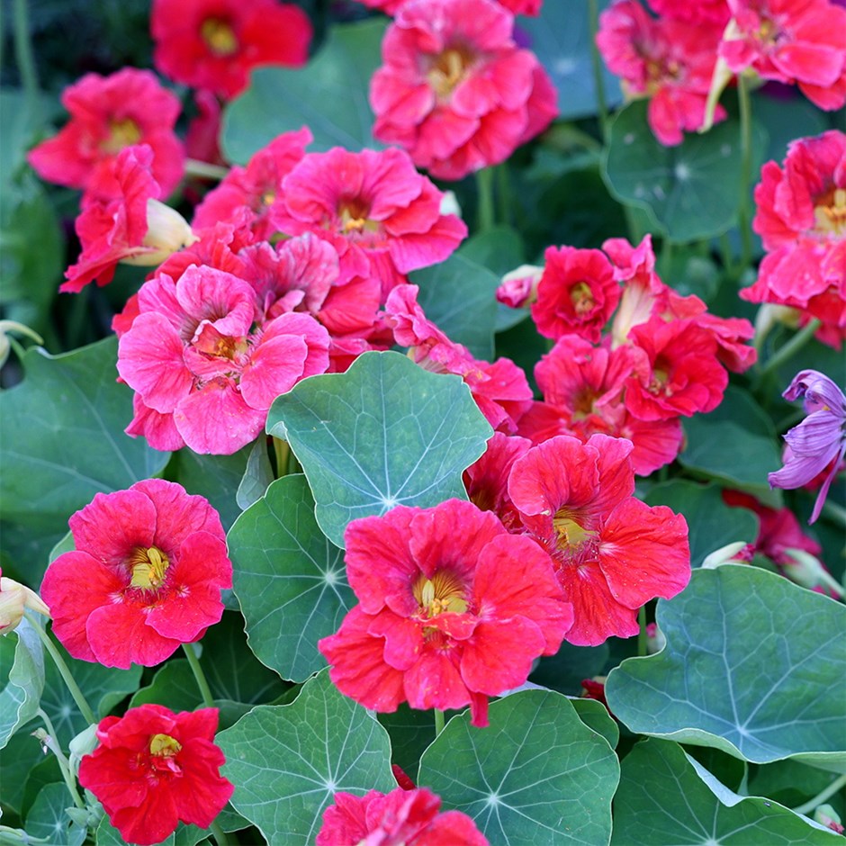 Nnasturtium Cherry Rose Jewel | Tropaeolum
