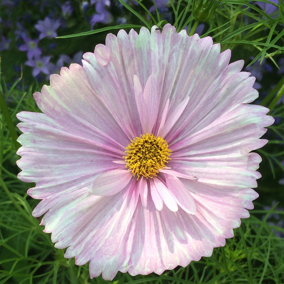 Cosmos Bipinnatus Cupcakes Blush | Cosmos