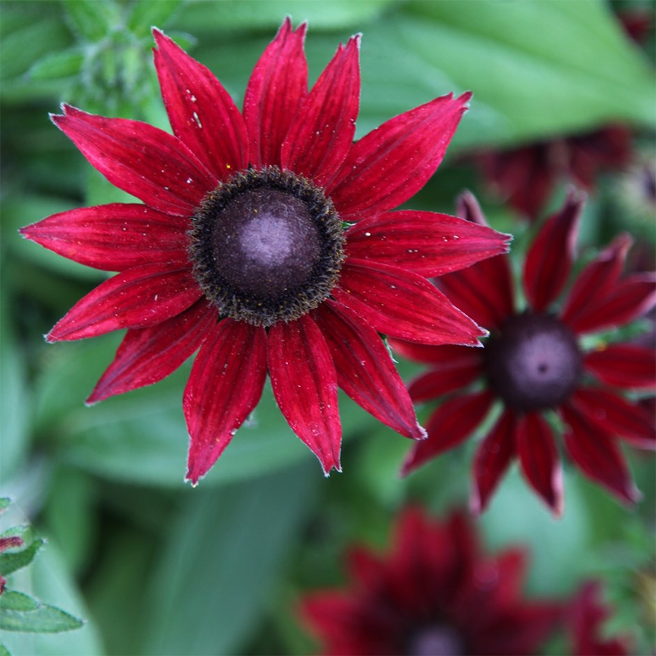 Rudbeckia Hirta Cherry Brandy | Black-Eyed Susan