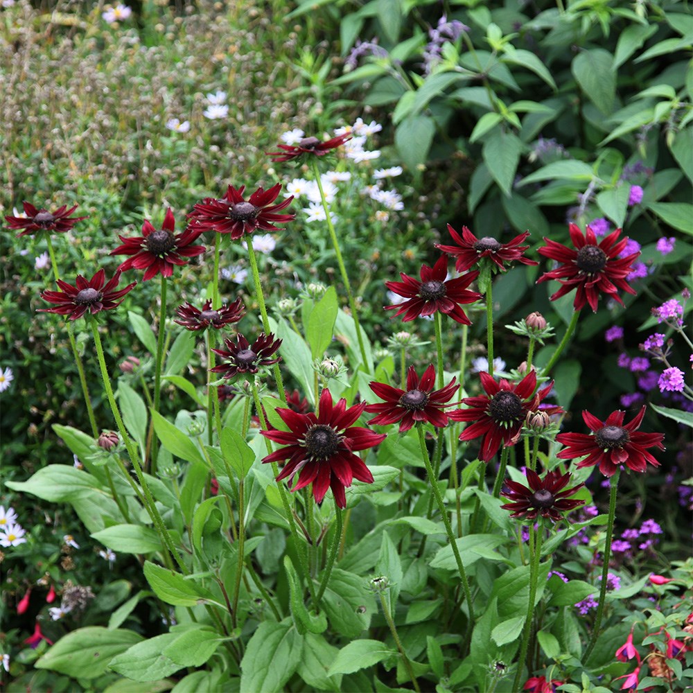 Rudbeckia Hirta Cherry Brandy | Black-Eyed Susan