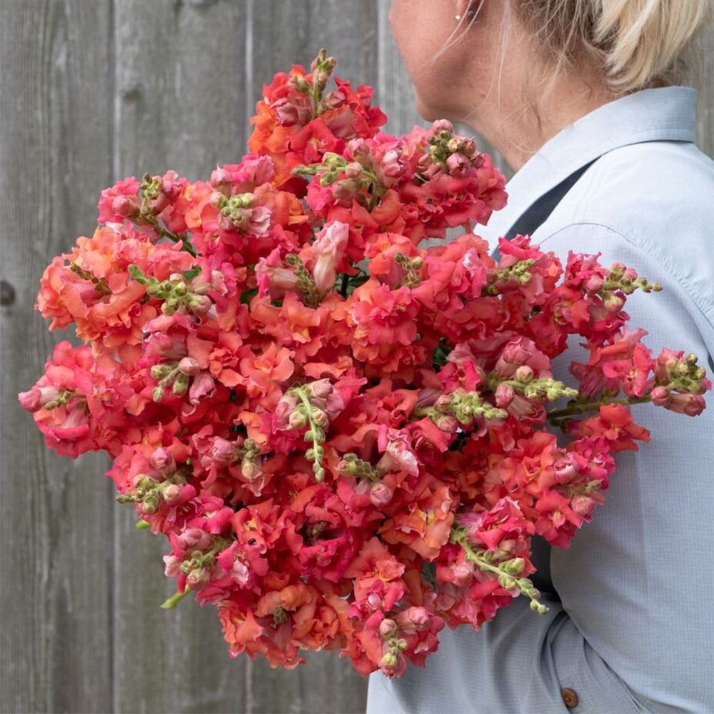 Snapdragon Madame Butterfly Cherry Bronze | Antirrhinum
