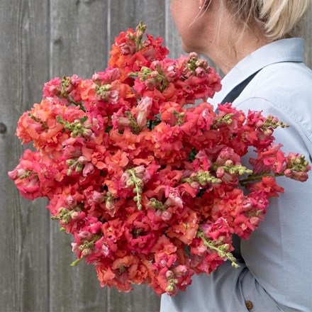 Snapdragon Madame Butterfly Cherry Bronze | Antirrhinum