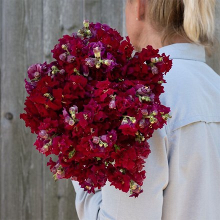 Snapdragon Madame Butterfly Red | Antirrhinum