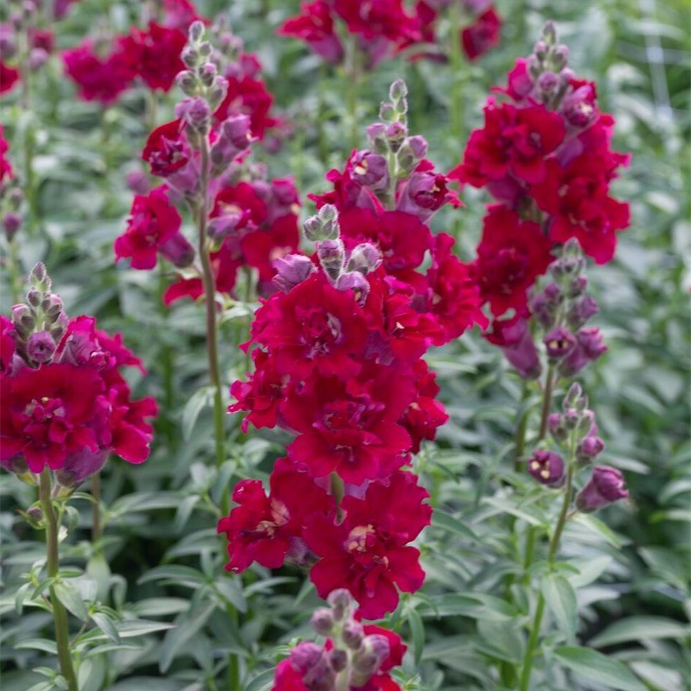 Snapdragon Madame Butterfly Red | Antirrhinum 