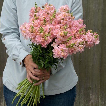 Snapdragon Madame Butterfly Pink | Antirrhinum