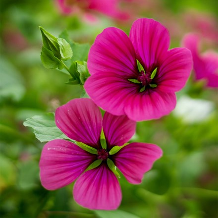 Malope trifida Vulcan