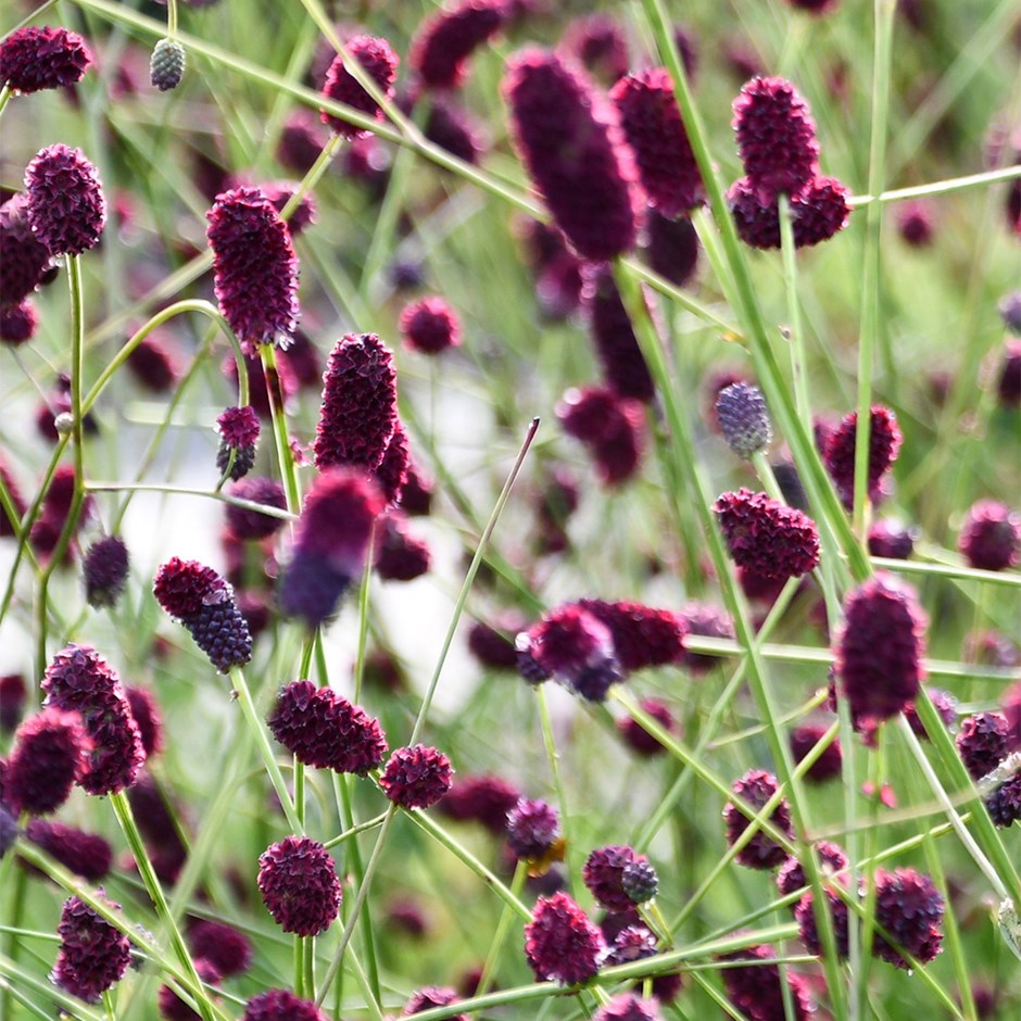 Sanguisorba Plum Drops | Burnet