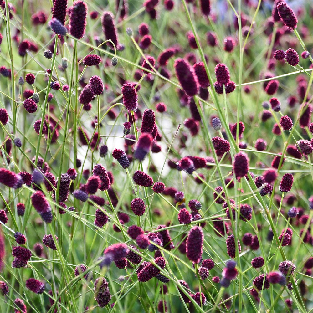 Sanguisorba Plum Drops | Burnet