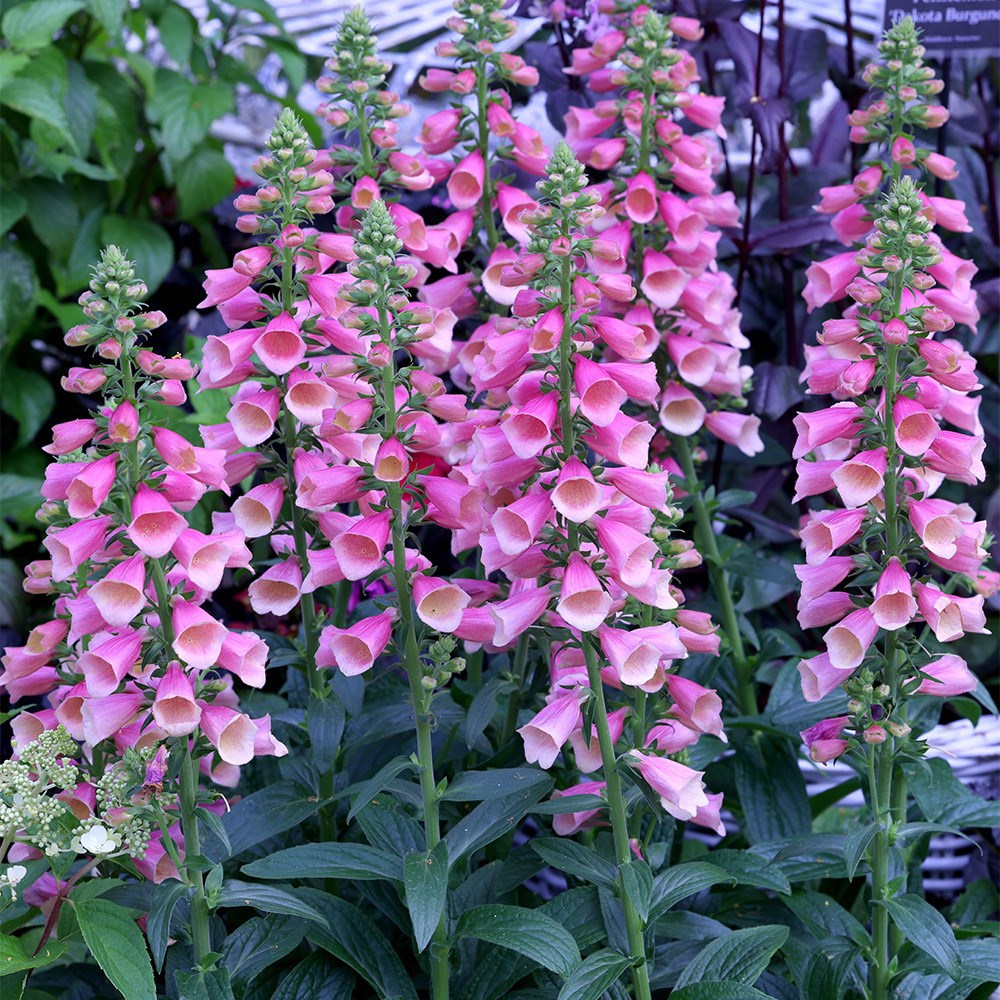 Digitalis × Fulva Arctic Fox Rose | Foxglove