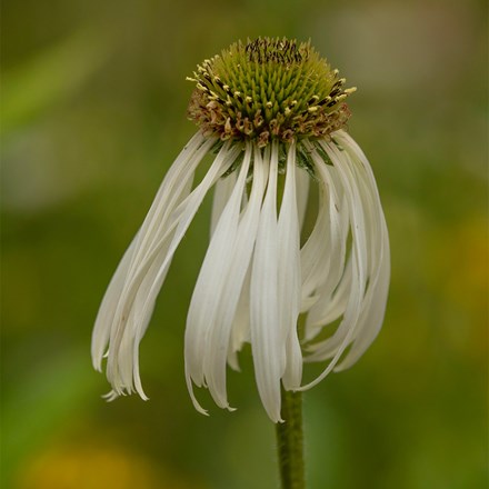Echinacea pallida Hula Dancer