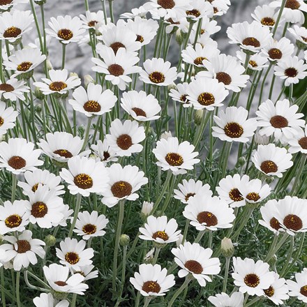Rhodanthemum Casablanca (Atlas Daisy Series) (PBR)