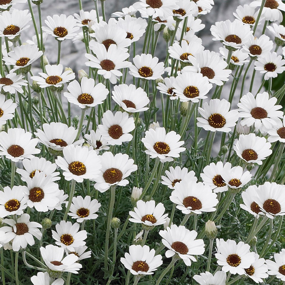 Rhodanthemum Casablanca | Moroccan Daisy