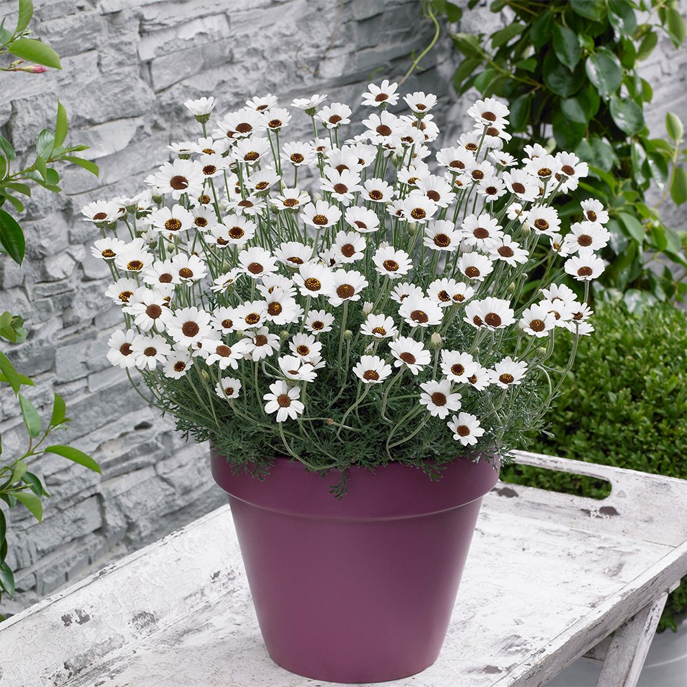 Rhodanthemum Casablanca | Moroccan Daisy