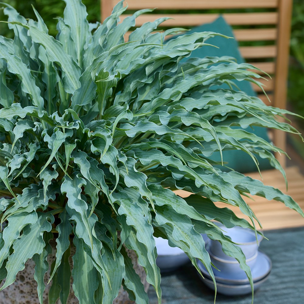 Hosta Silly String | Plantain Lily