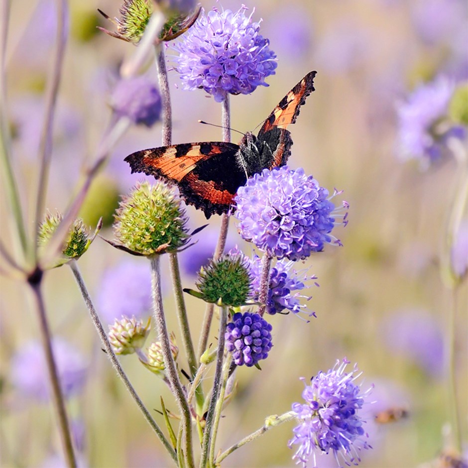 Succisa Pratensis | Devil's Bit Scabious