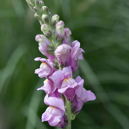 Antirrhinum majus Potomac Lavender
