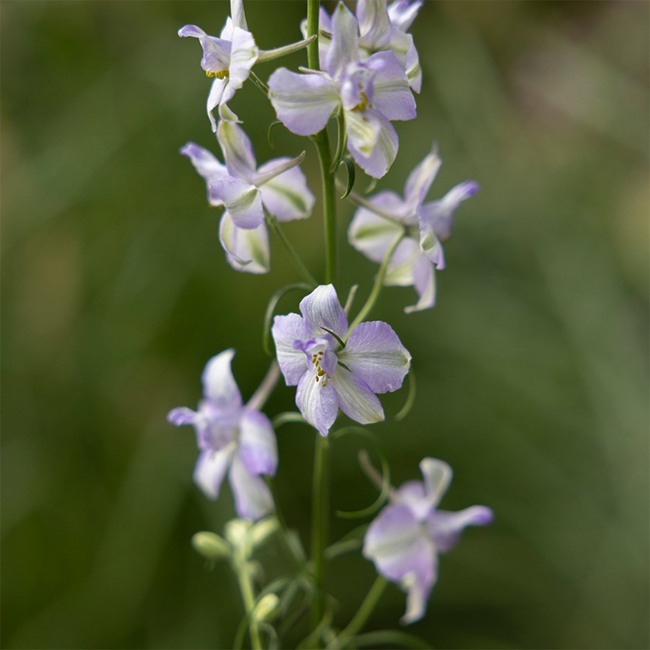 Larkspur Fancy Purple Picotee | Consolida Regalis 