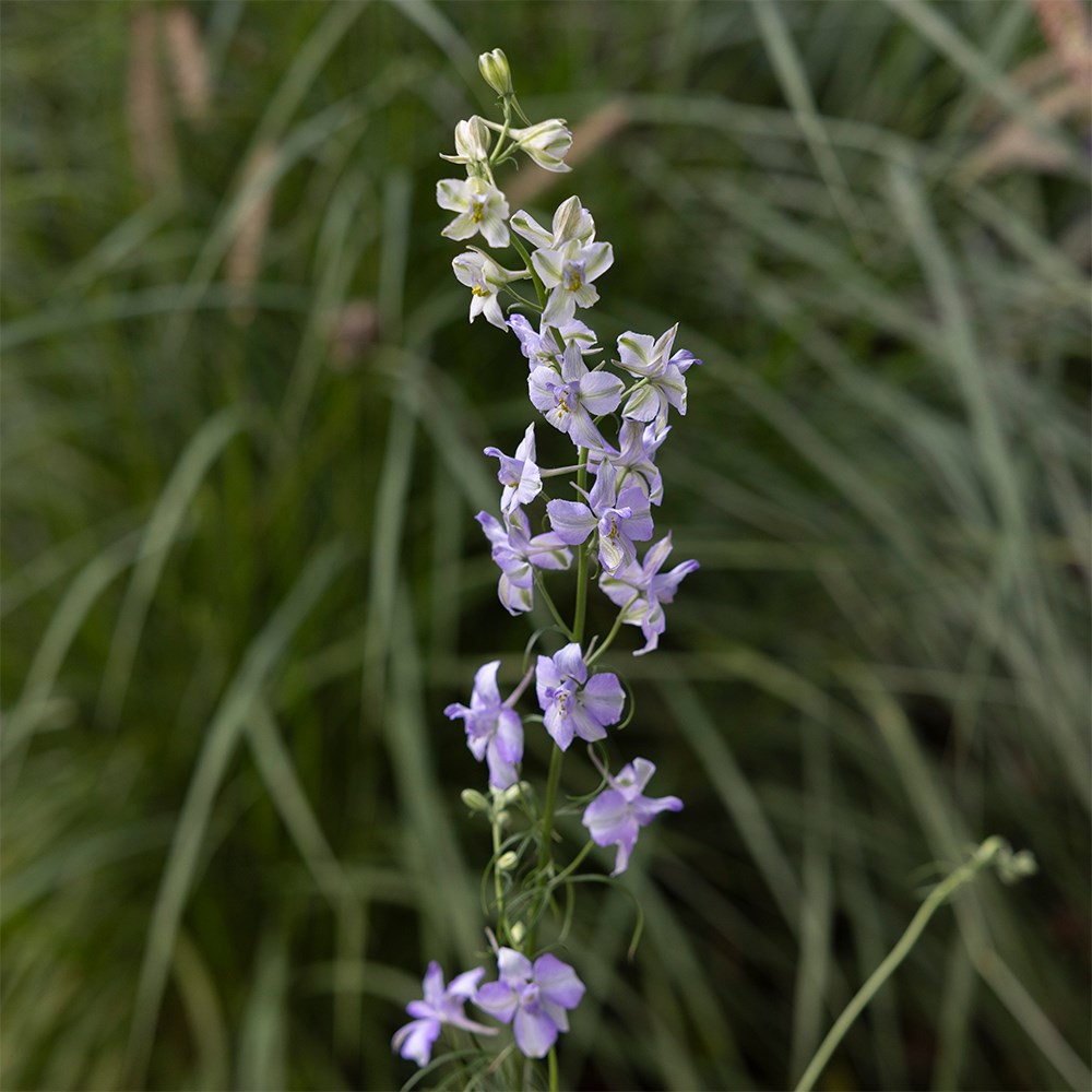 Larkspur Fancy Purple Picotee | Consolida Regalis 