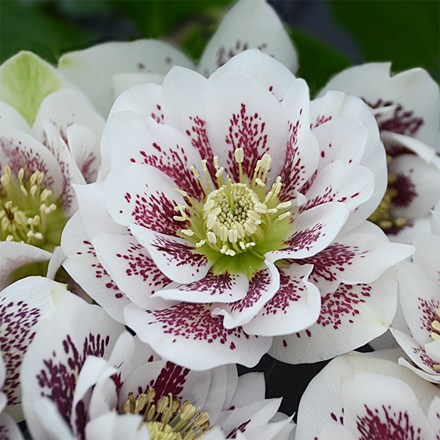 Helleborus × hybridus Confetti Cake (Wedding Party Series)