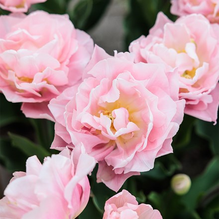 Tulipa Dreamer | Double Early Tulip