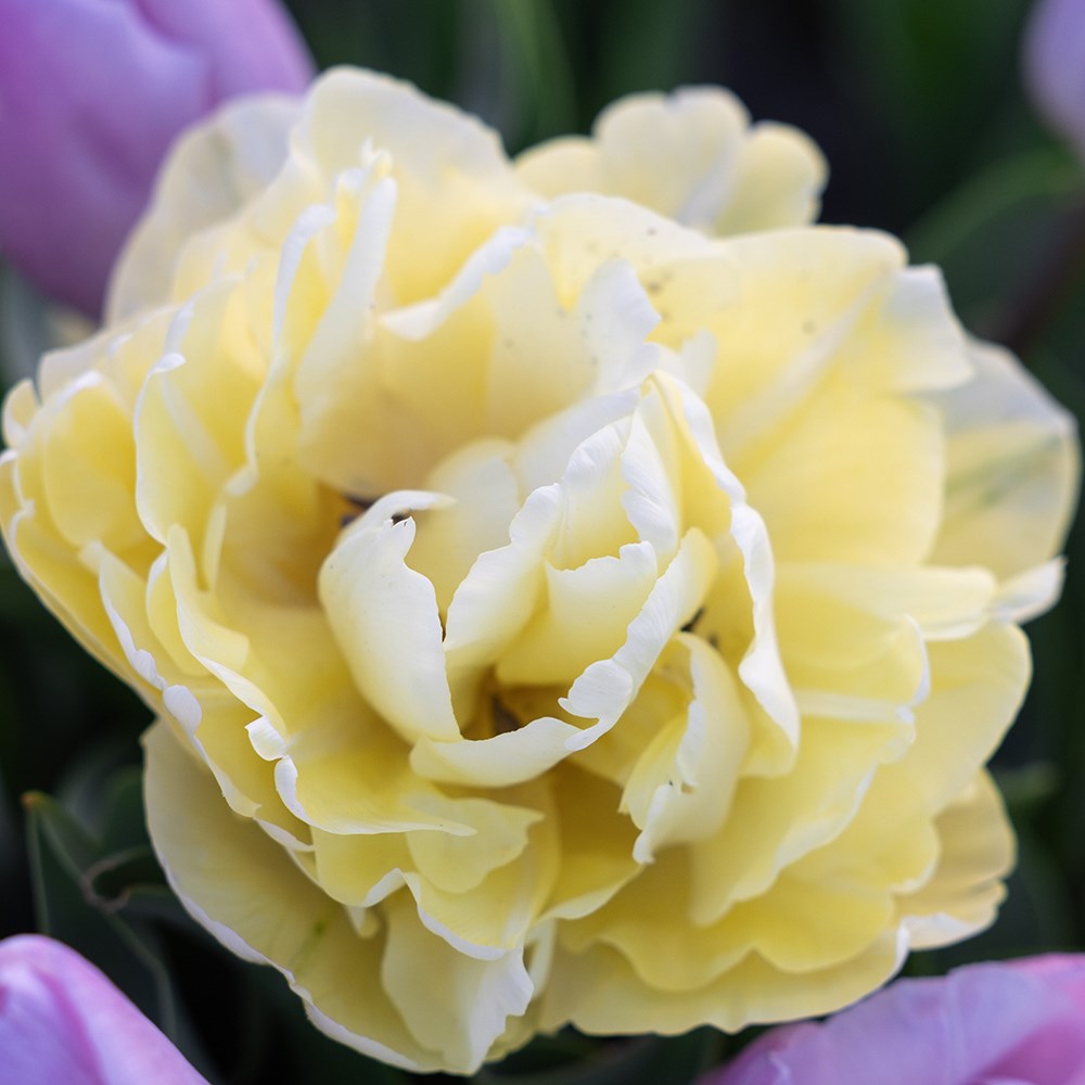 Tulipa Avant Garde | Double Early Tulip