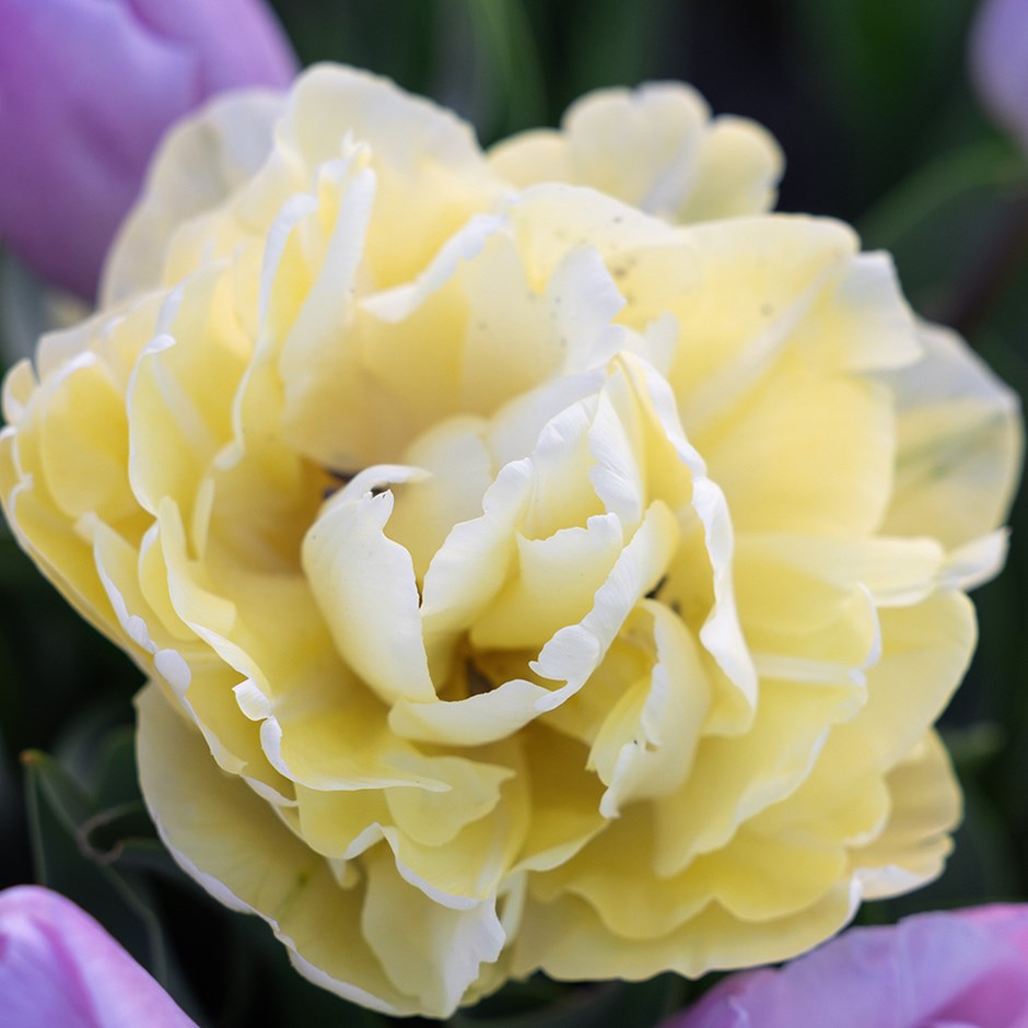 Tulipa Avant Garde | Double Early Tulip