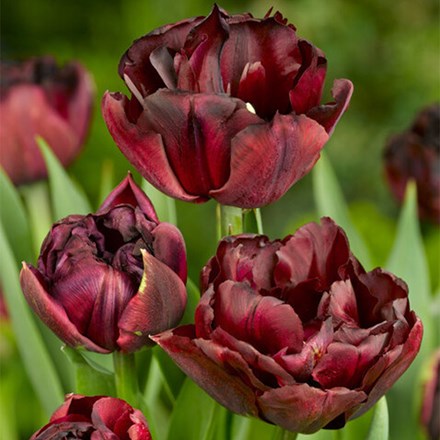 Tulipa Palmyra | Double Early Tulip
