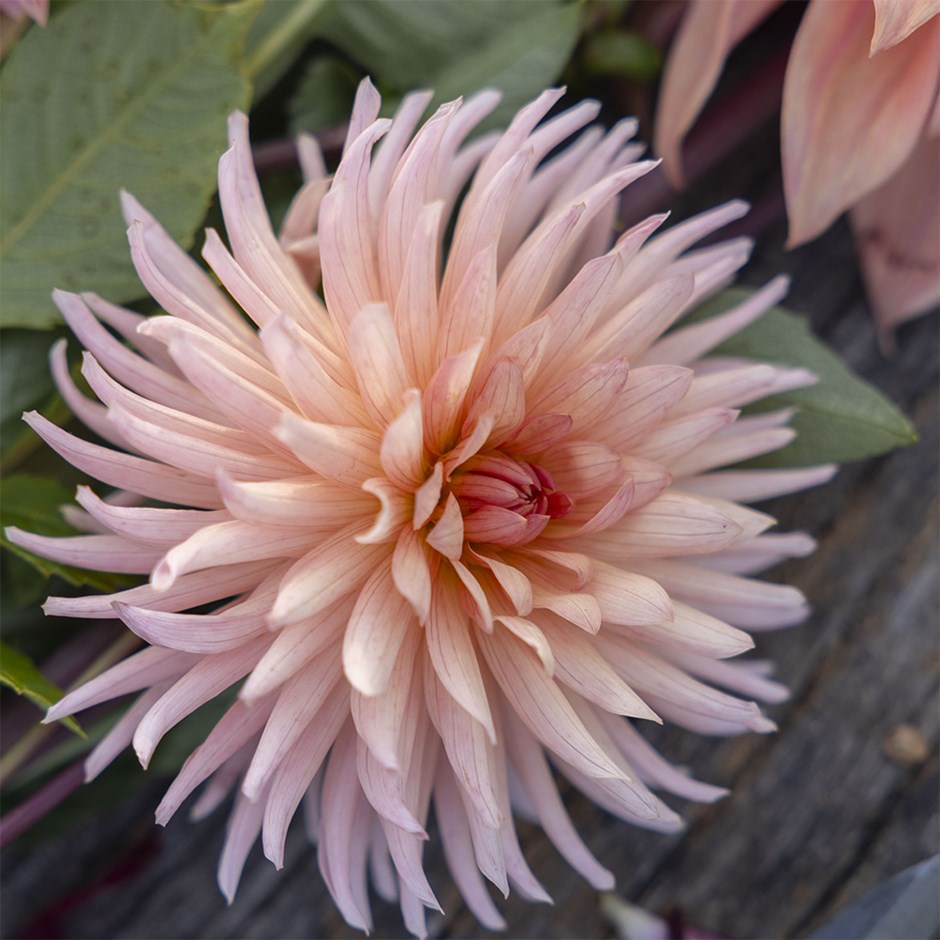 Dahlia Preference | Cactus Dahlia