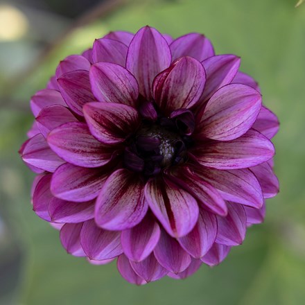 Dahlia Seniors Hope | Miscellaneous Dahlia