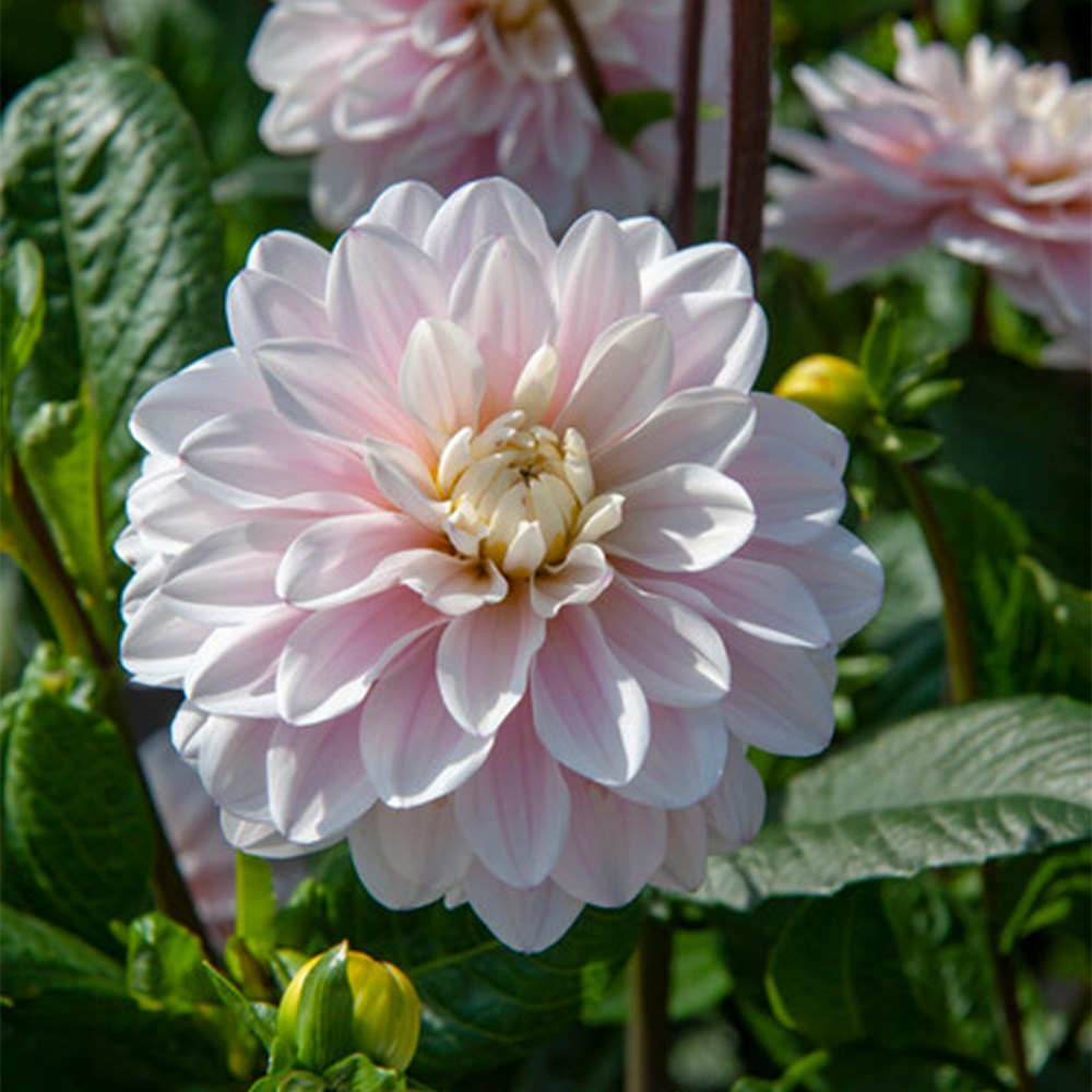 Dahlia Silver Years | Decorative Dahlia