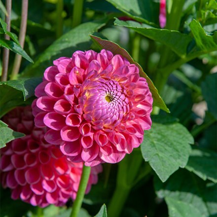 Dahlia Jowey Frambo | Ball Dahlia