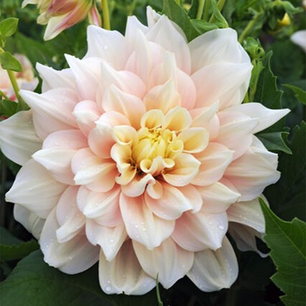 Dahlia Break Out | Decorative (Dinnerplate) Dahlia