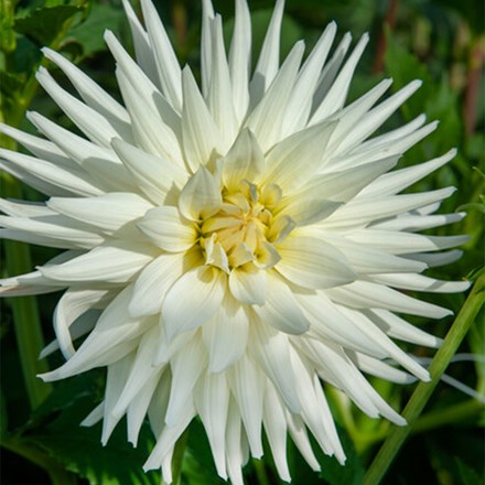 Dahlia Mount Tacoma | Cactus Dahlia