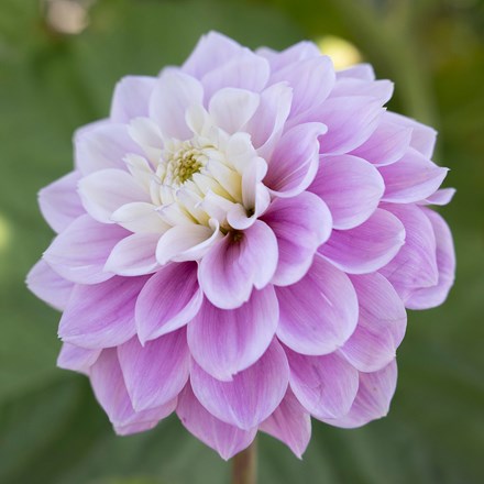 Dahlia Sweet Love | Decorative Dahlia