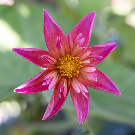 Dahlia Pepita Pink | Collarette Dahlia