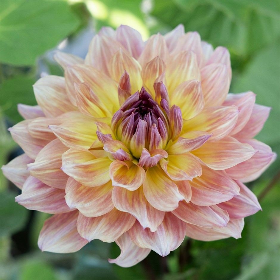 Dahlia Paso Doble Dancer | Decorative Dahlia