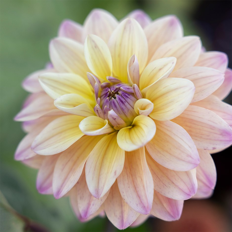 Dahlia Mondriaan | Decorative Dahlia