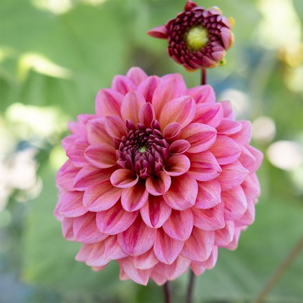 Dahlia Salmon Runner | Decorative Dahlia