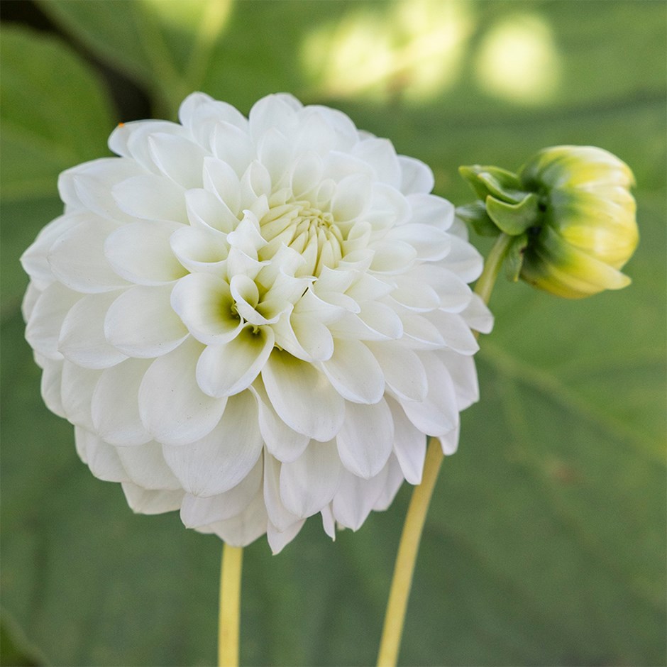Dahlia Petras Wedding | Decorative Dahlia