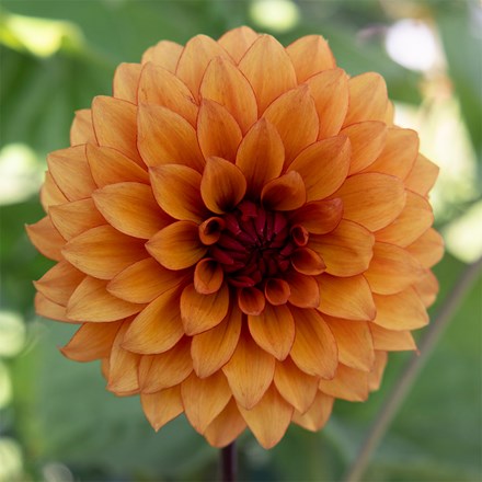 Dahlia Statue Of Orange | Decorative Dahlia